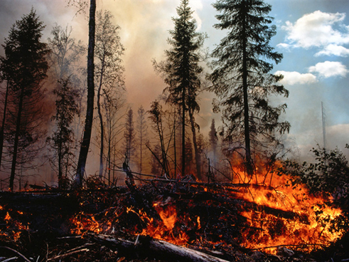 森林防火、林業巡視